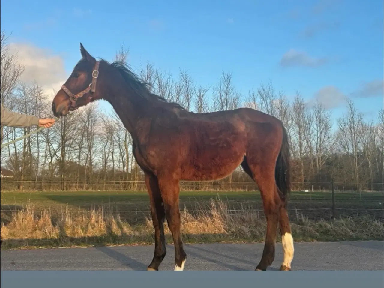 Billede 1 - Ringgaard’s cykel søger et hjem 