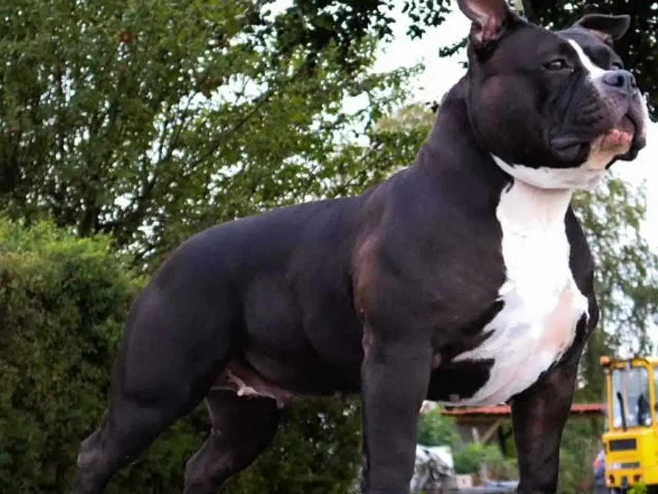 Billede 6 - American bully, hvalpe