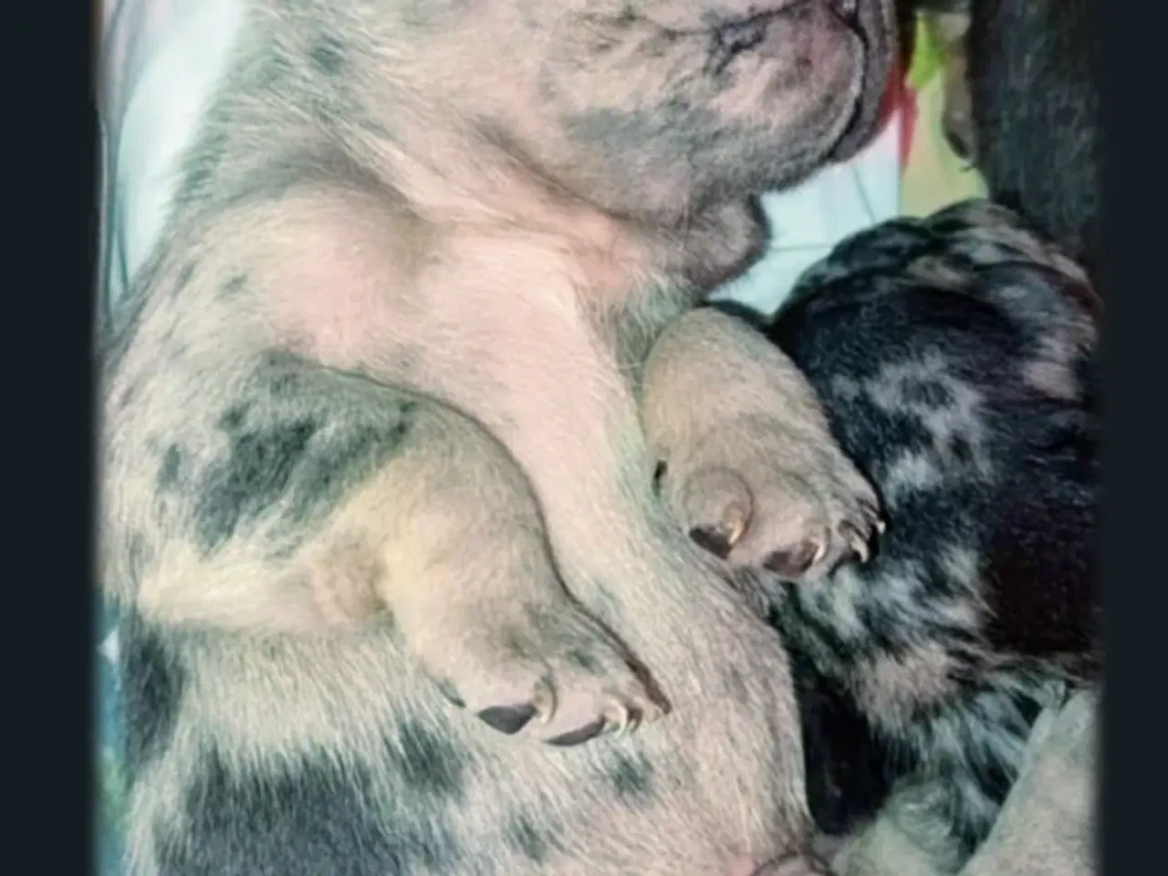 Billede 3 - Fransk bulldog hvalpe.