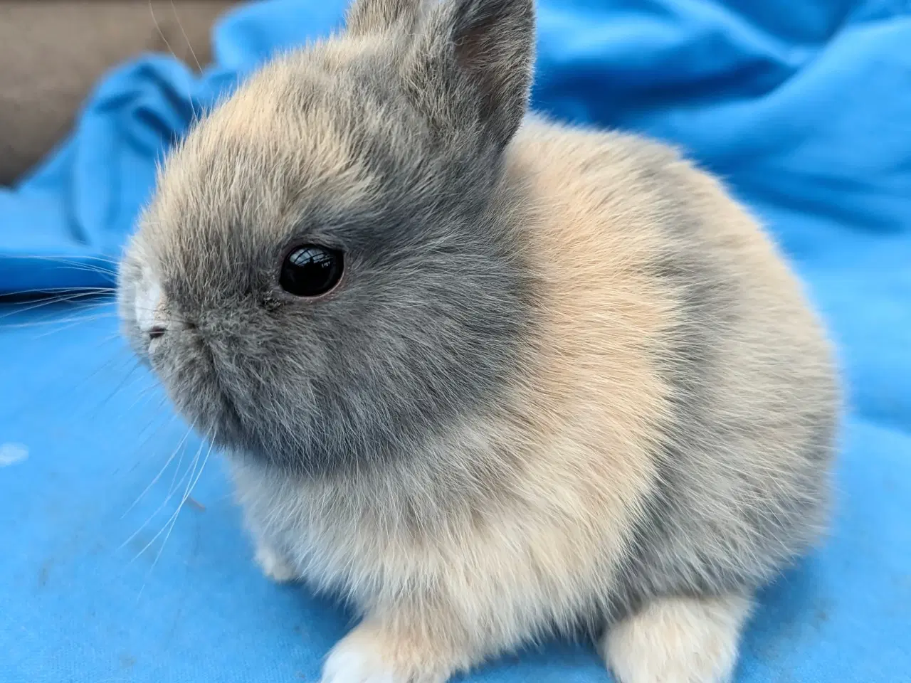 Billede 2 - Hermelin kaninunge sælges 
