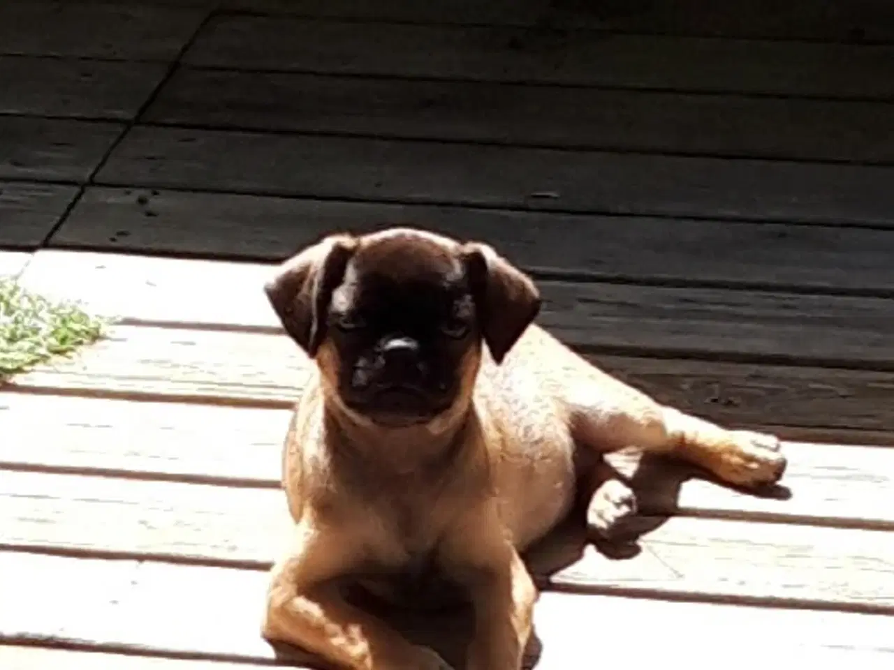 Billede 7 - MOPS BLANDING  .  Mops - Chihuahua