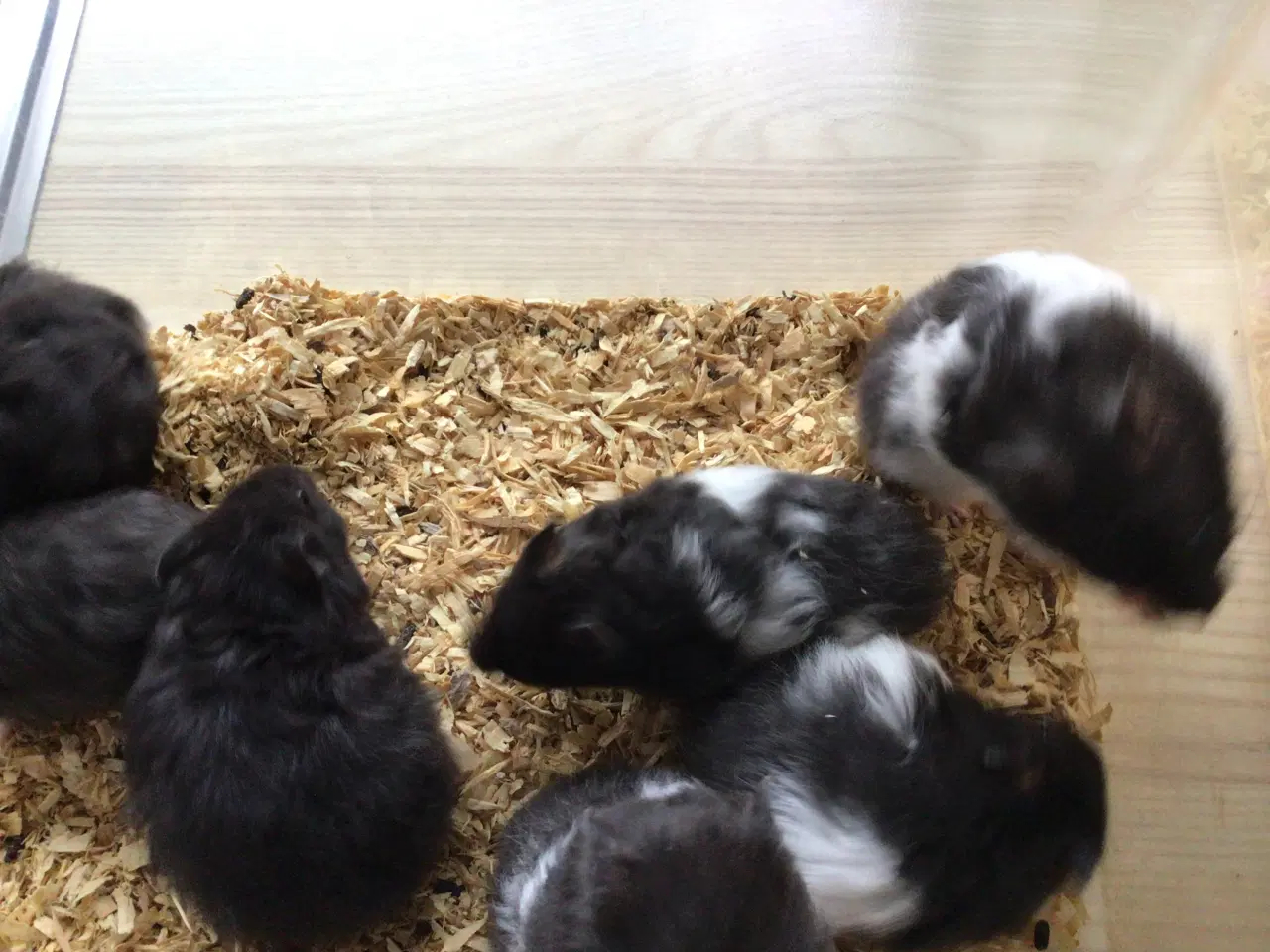 Billede 3 - Guldhamster unger