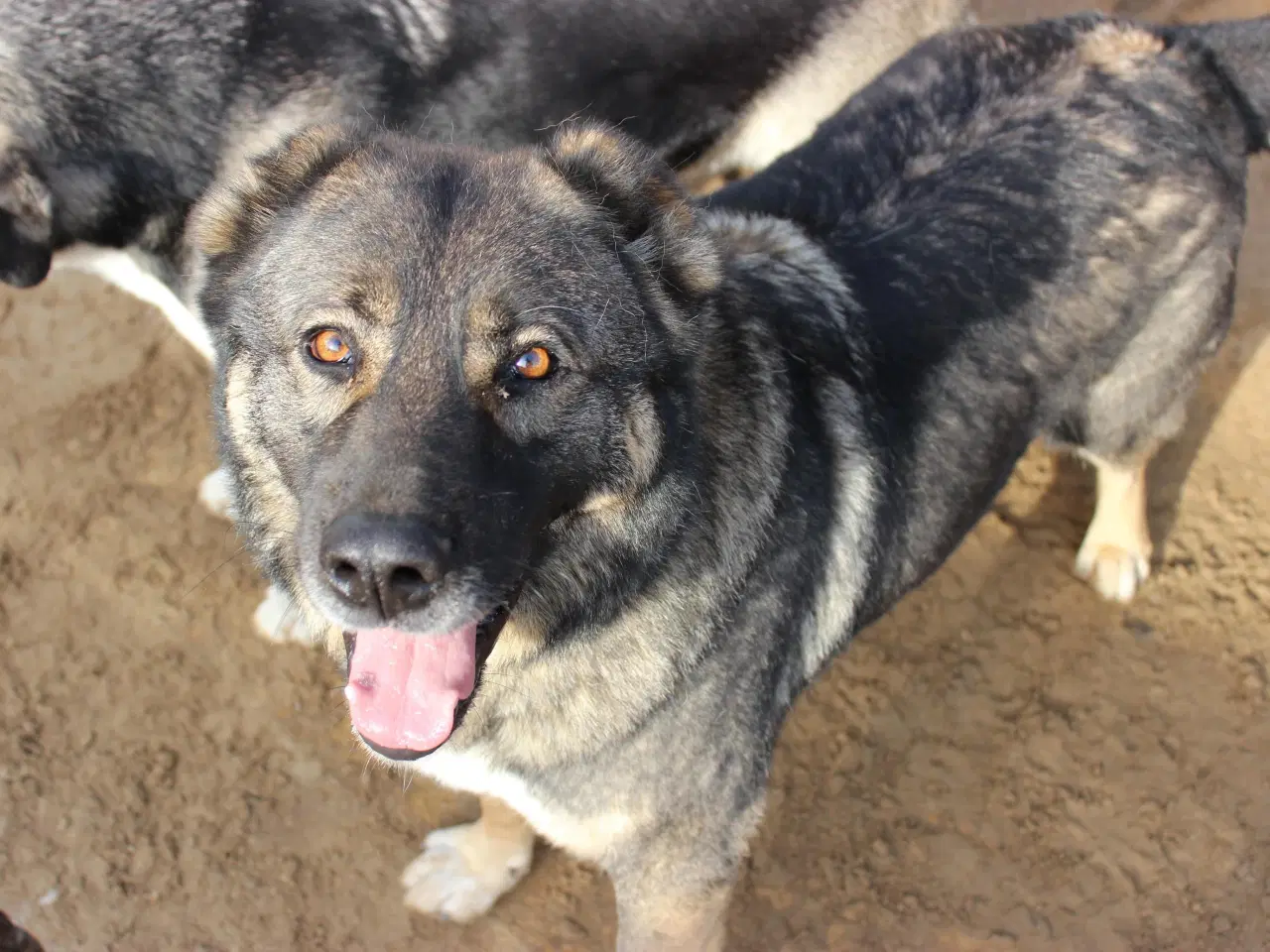 Billede 1 - Skøn bamse søger familie! 🤎