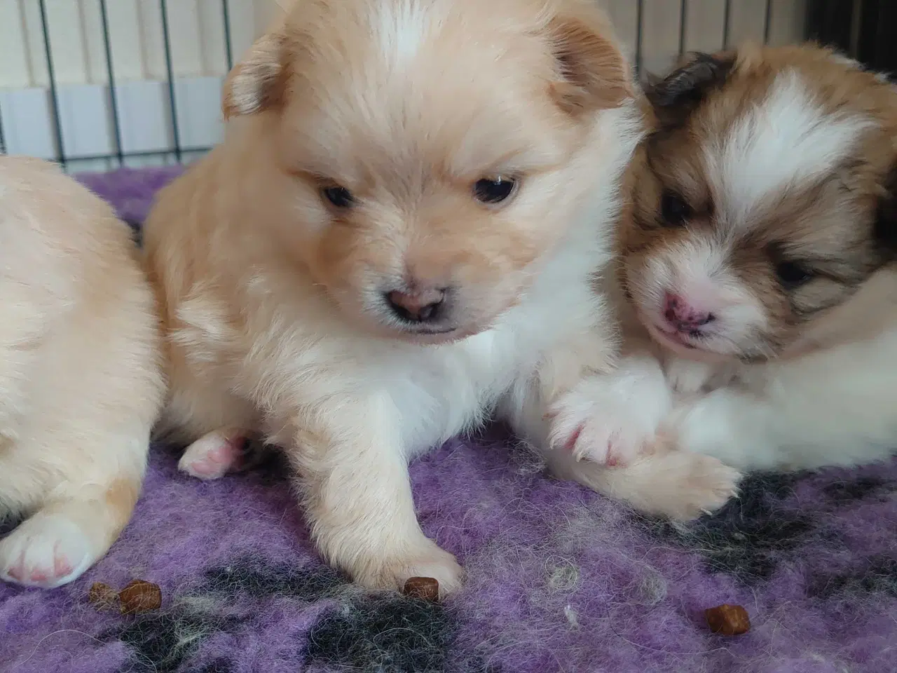 Billede 4 - Pomeranian 