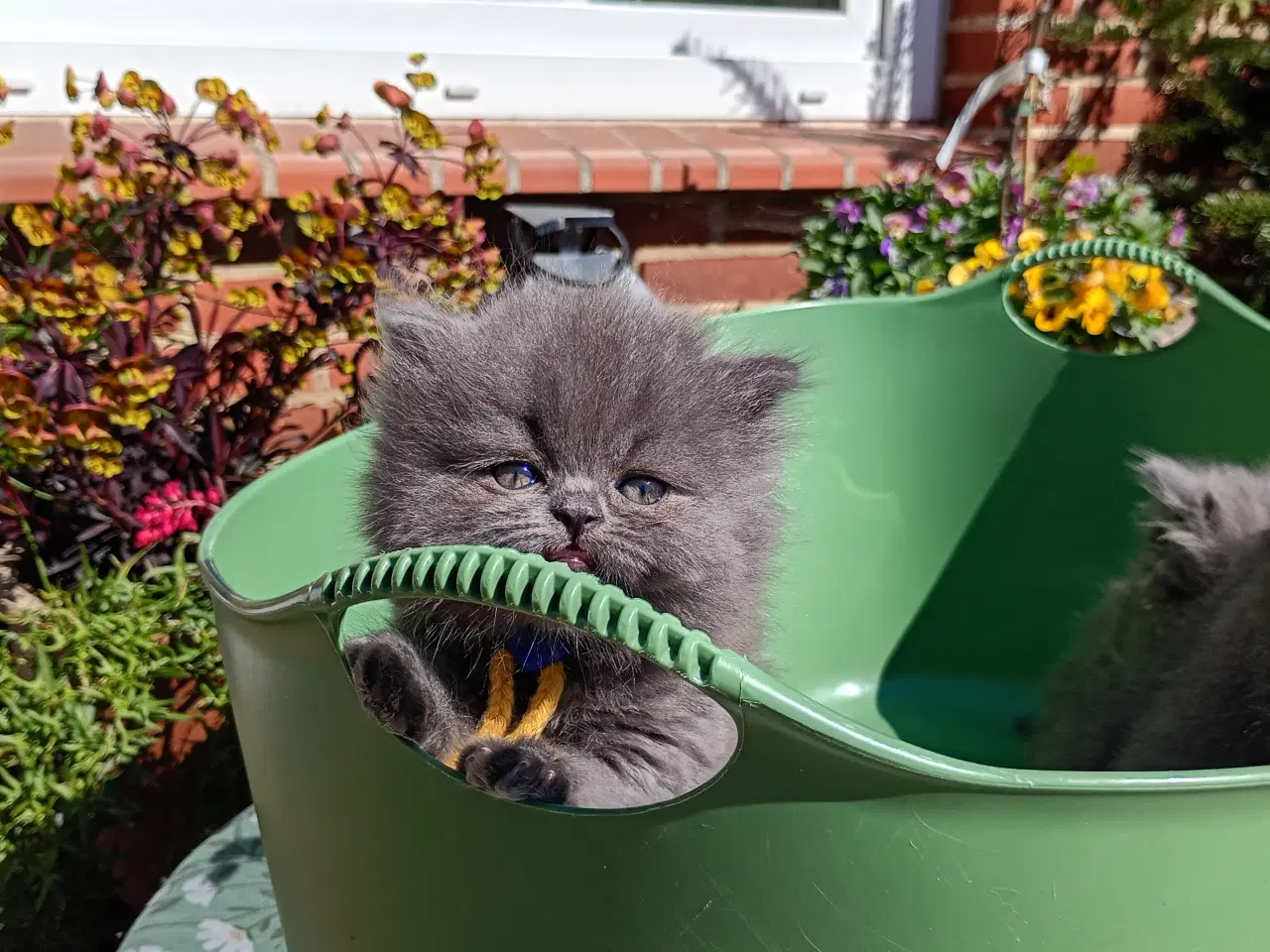 Billede 13 - British Longhair dreng