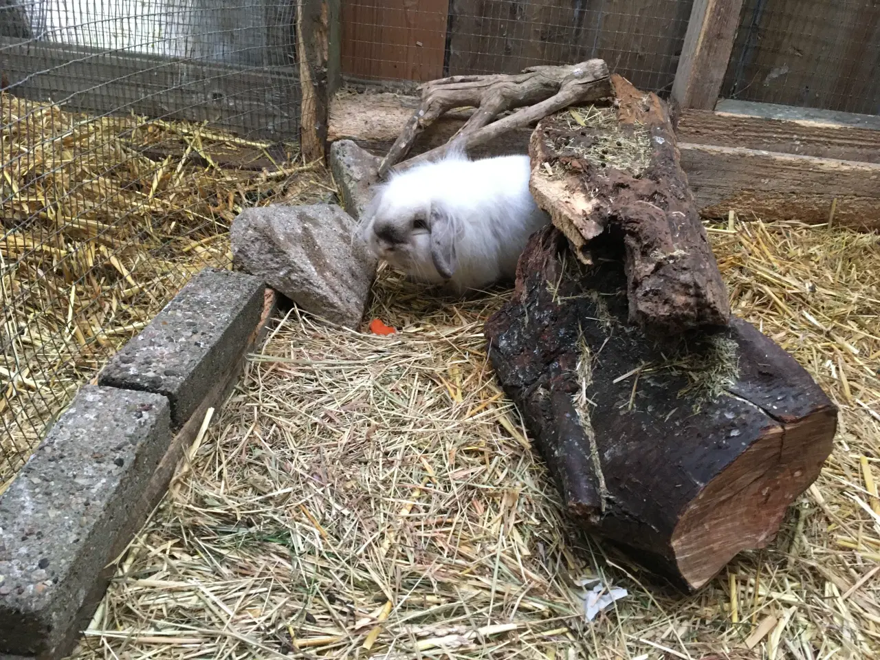 Billede 5 - Smuk Løvehoved dreng med afkomstattest