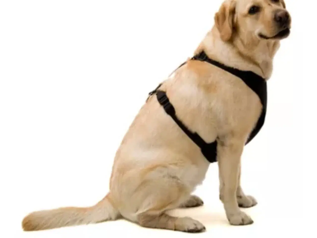 Billede 2 - Hundesele stor hund