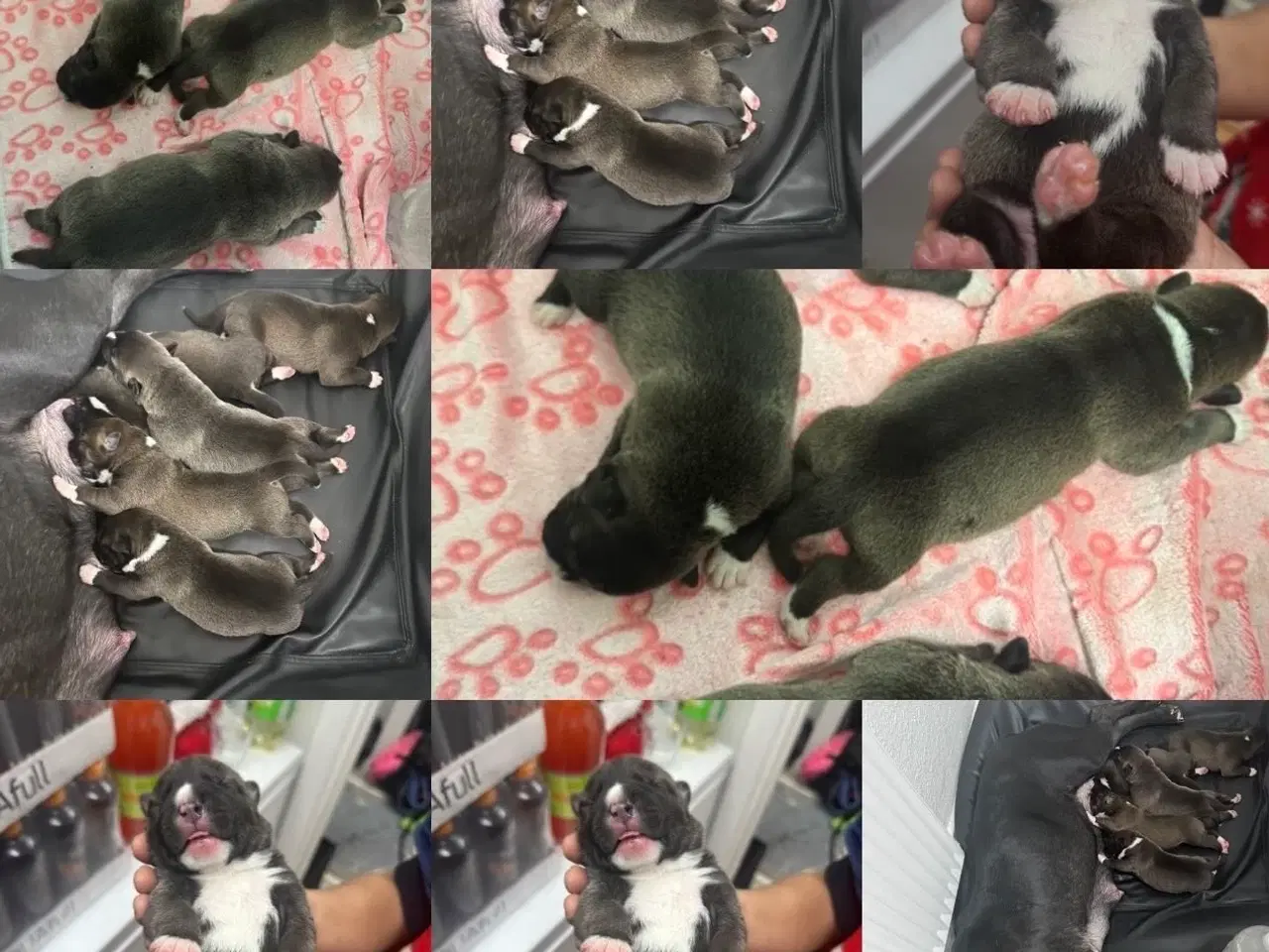 Billede 6 - Hunde hvalpe til salg