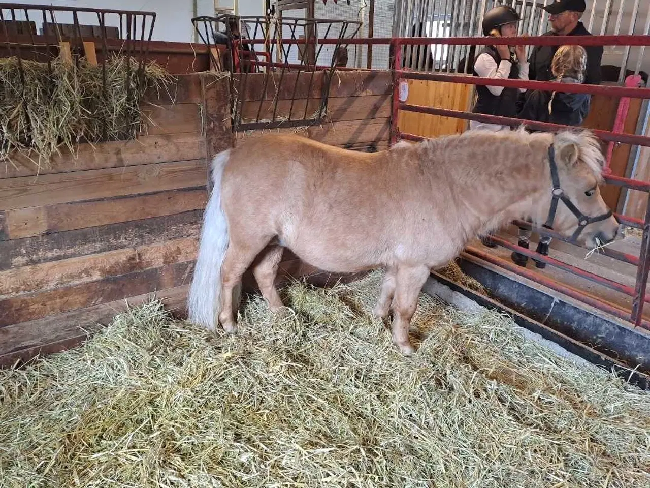 Billede 2 - Shetlands vallak 5 år