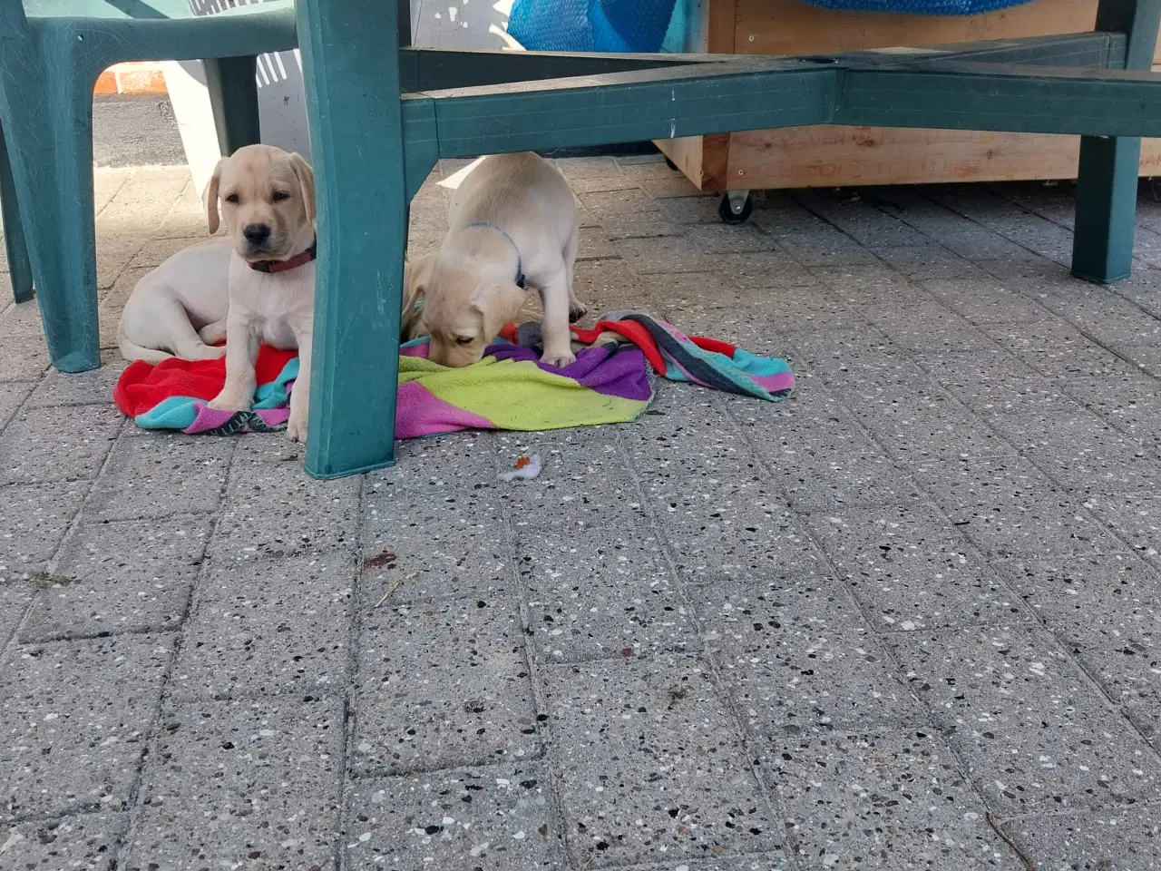 Billede 6 - Gule labrador hvalpe.