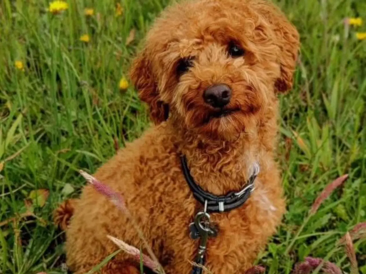 Billede 4 -  Cockapoo 1BB-hvalpe  – klar til nye hjem d.20 nov