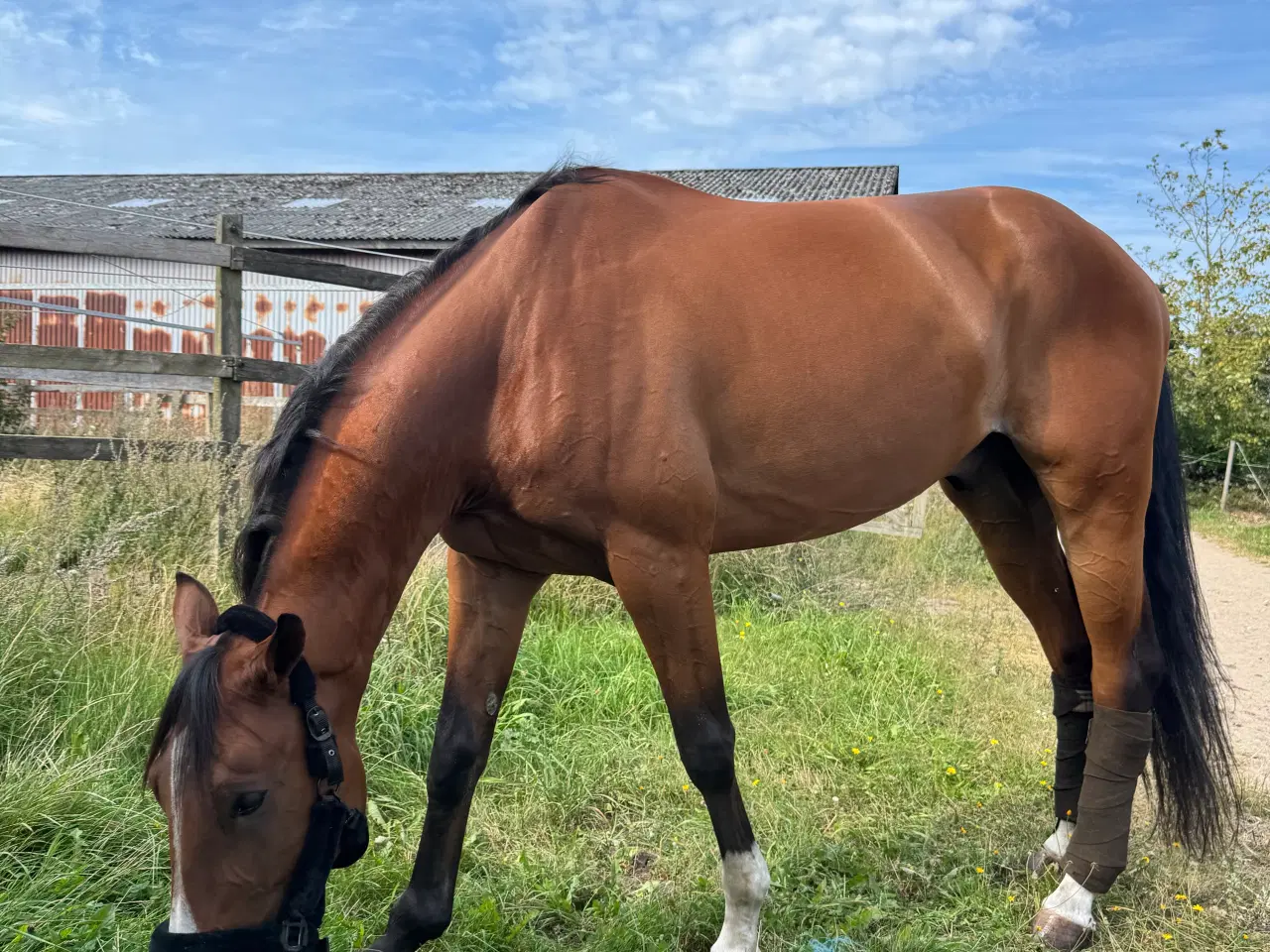 Billede 5 - Super sød & smuk 7 års vallak med massere gåpåmod 