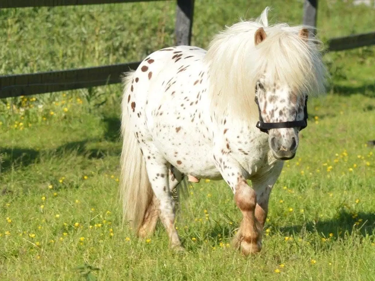 Billede 15 - Mini Pony 