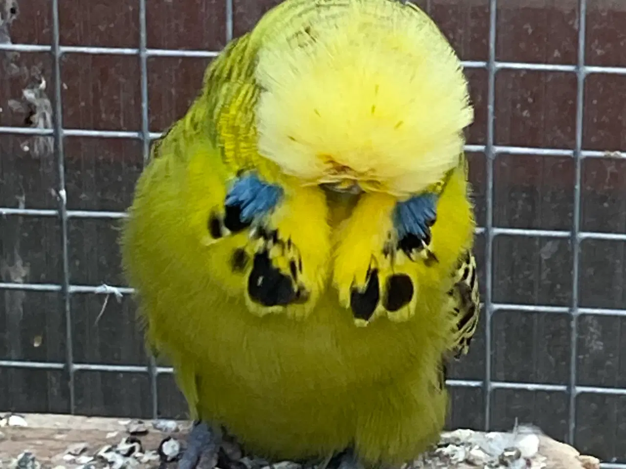 Billede 1 - Engelsk hanundulat split tcb