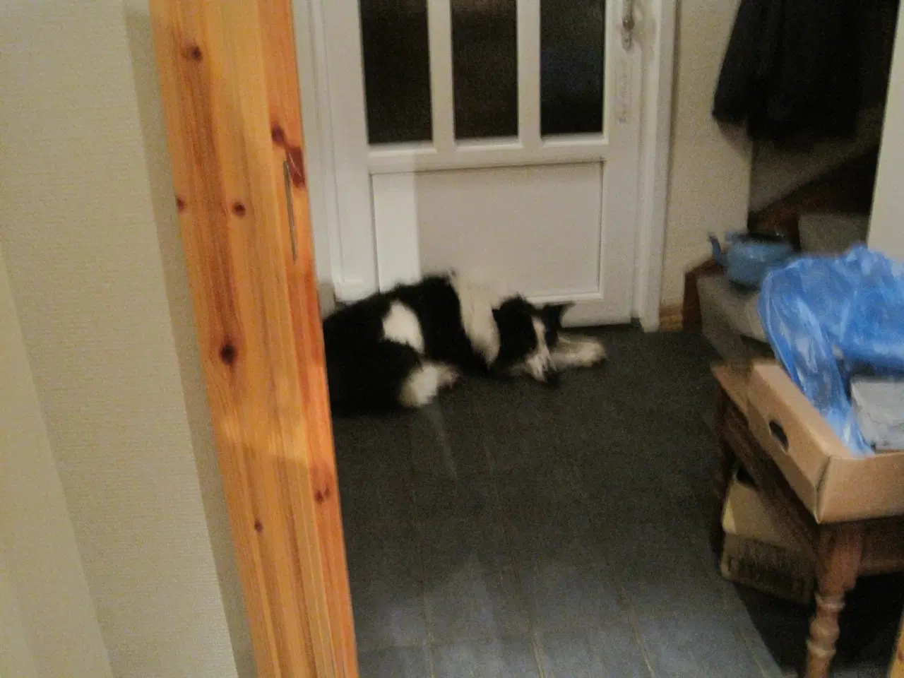 Billede 1 - border collie købes fra mindst 3 år