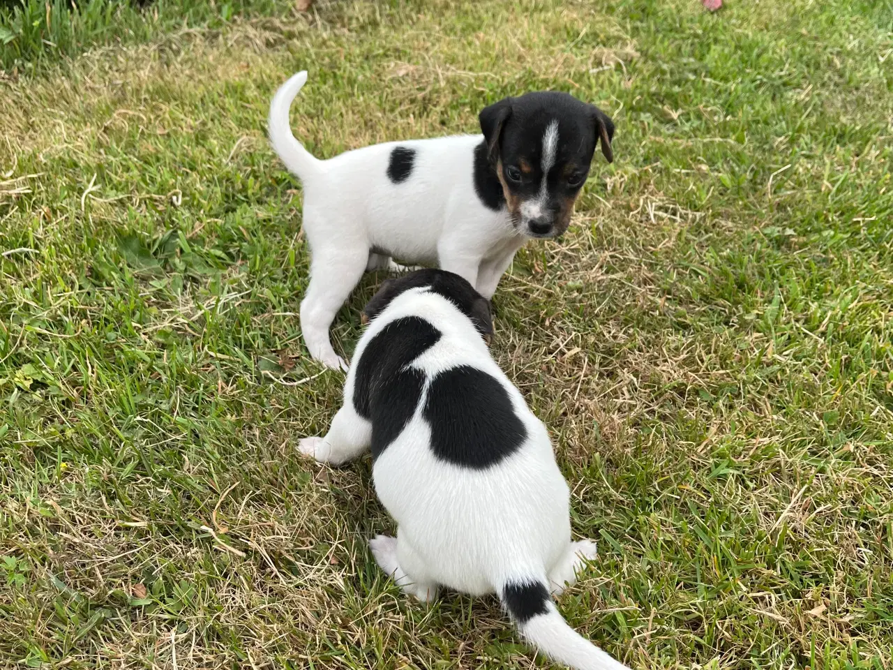 Billede 4 - Dansk svensk gårdhund hvalpe
