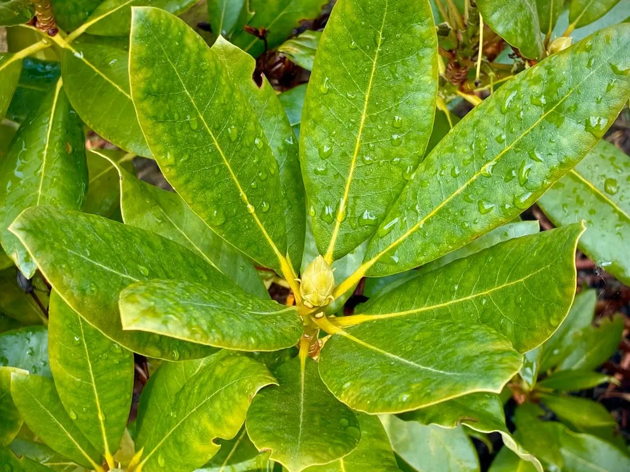 Billede 2 - Flotte Rhododendron