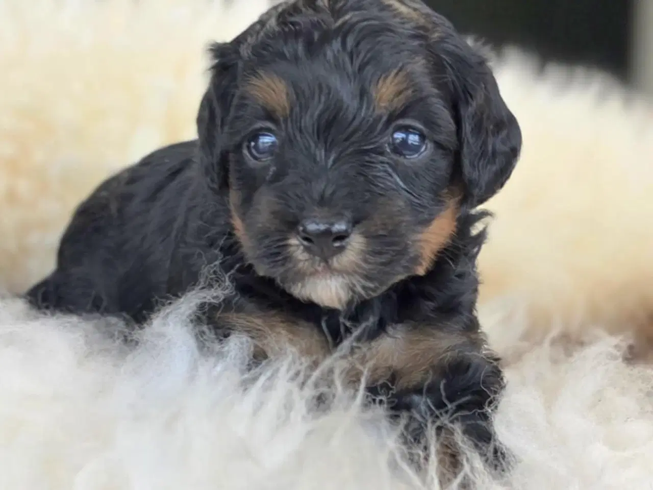 Billede 2 - Maltipoo 