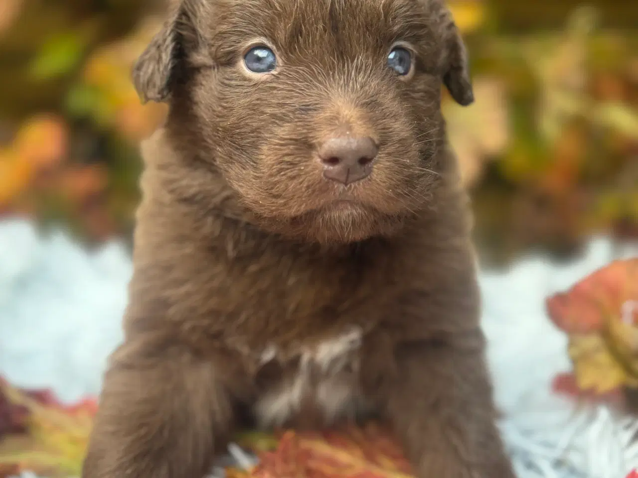 Billede 7 - Australian shepherd/newfoundlænder hvalpe