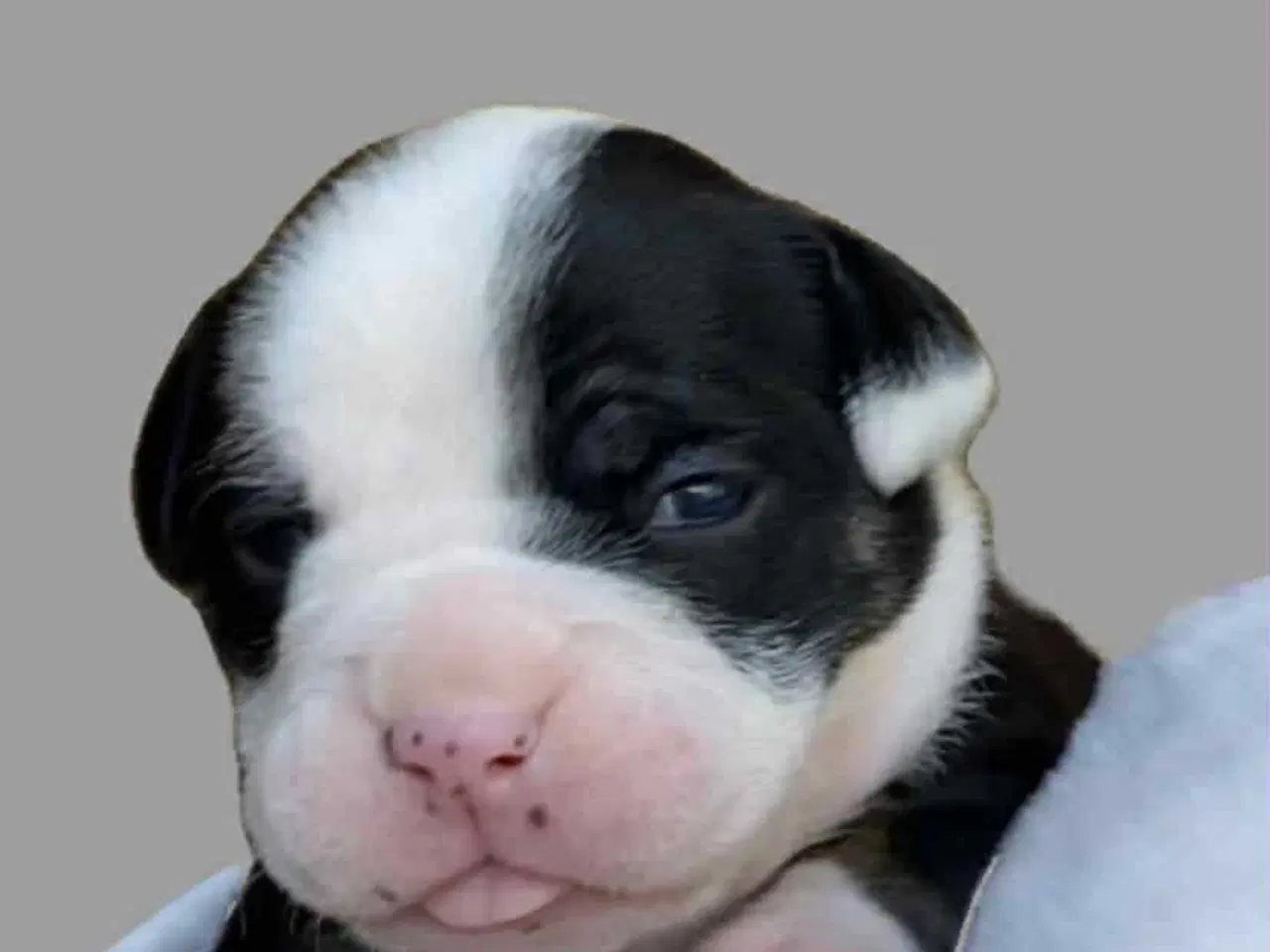 Billede 6 - Old english bulldog hvalpe