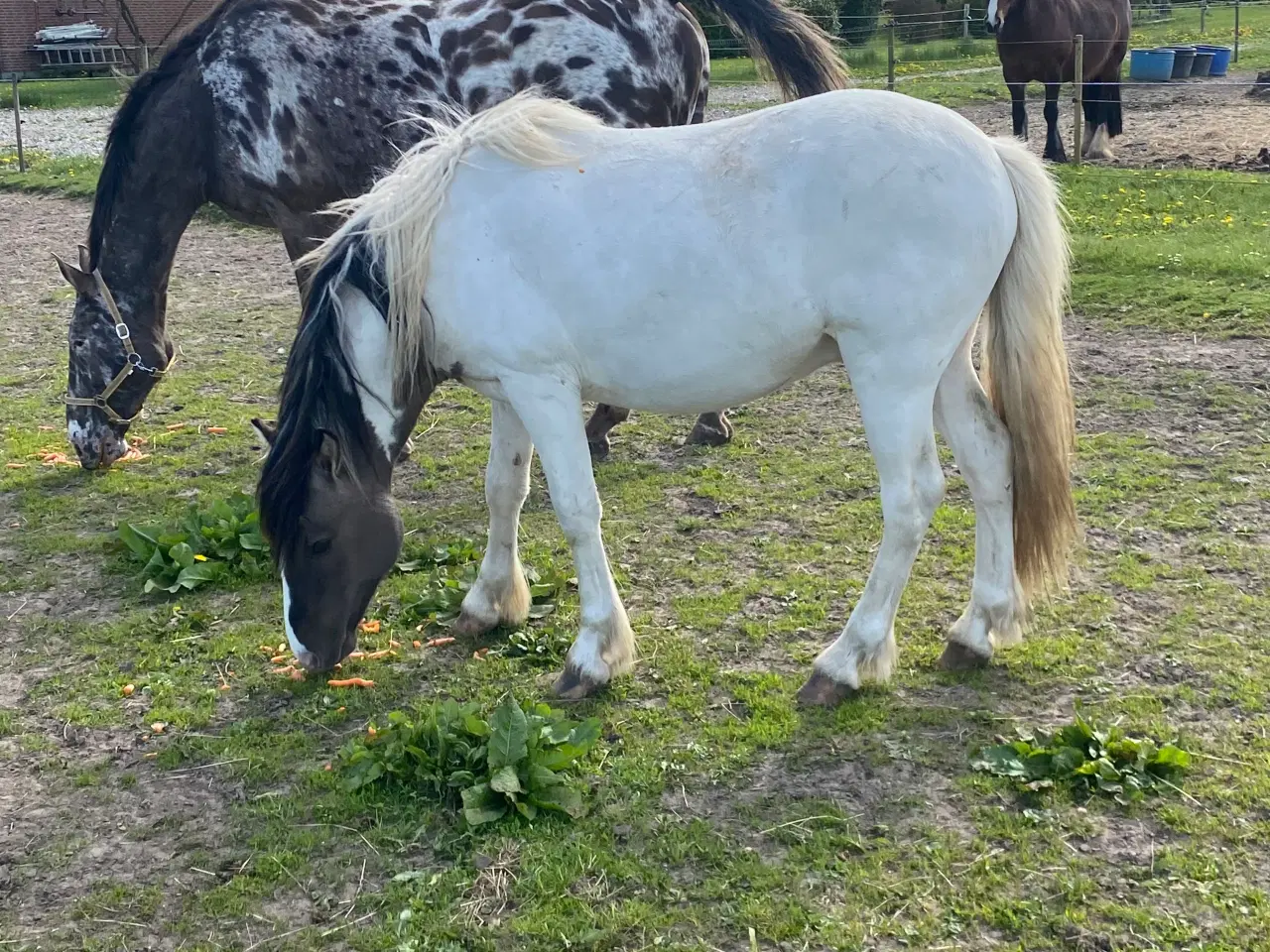 Billede 1 - Hingste plage 