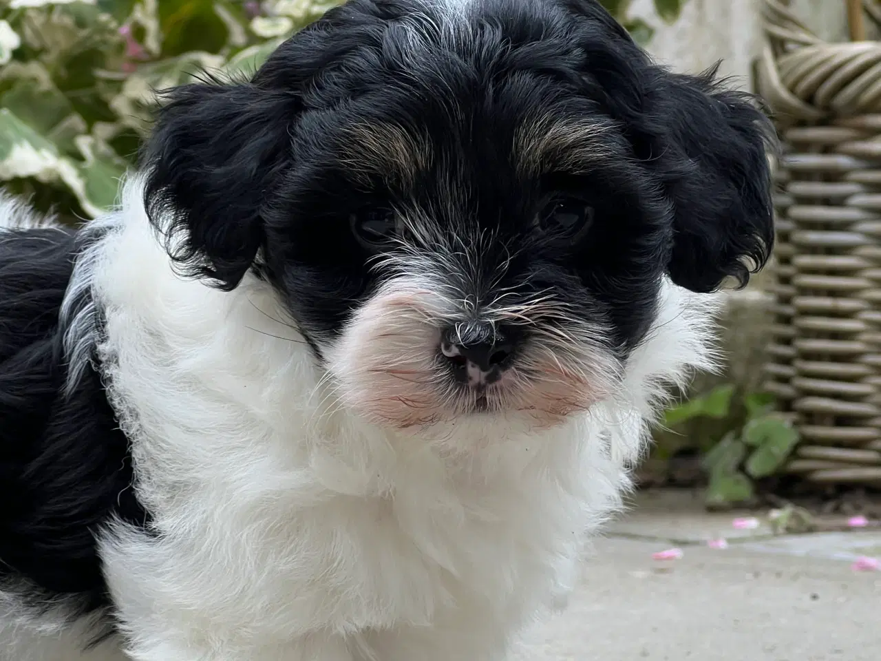 Billede 3 - 🐾Skønne familie hunde 🐾