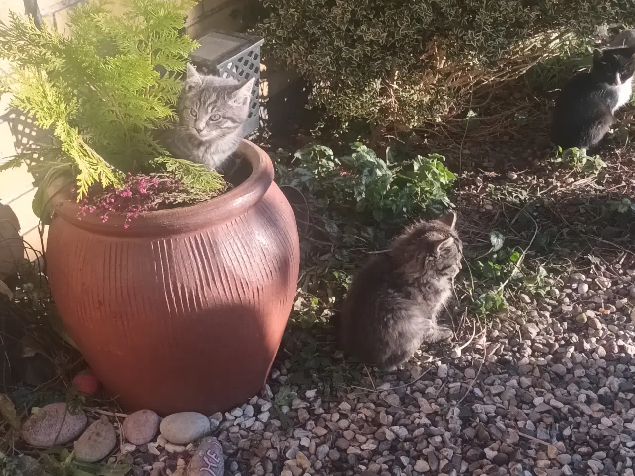 Billede 3 - Dejlige små hunkatte