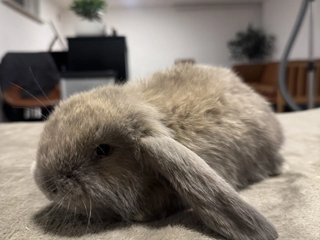 Billede 4 - Fransk vædder kanin unger 