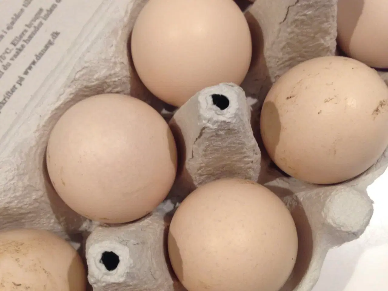 Billede 1 - Rugeæg af racen hvid sussex