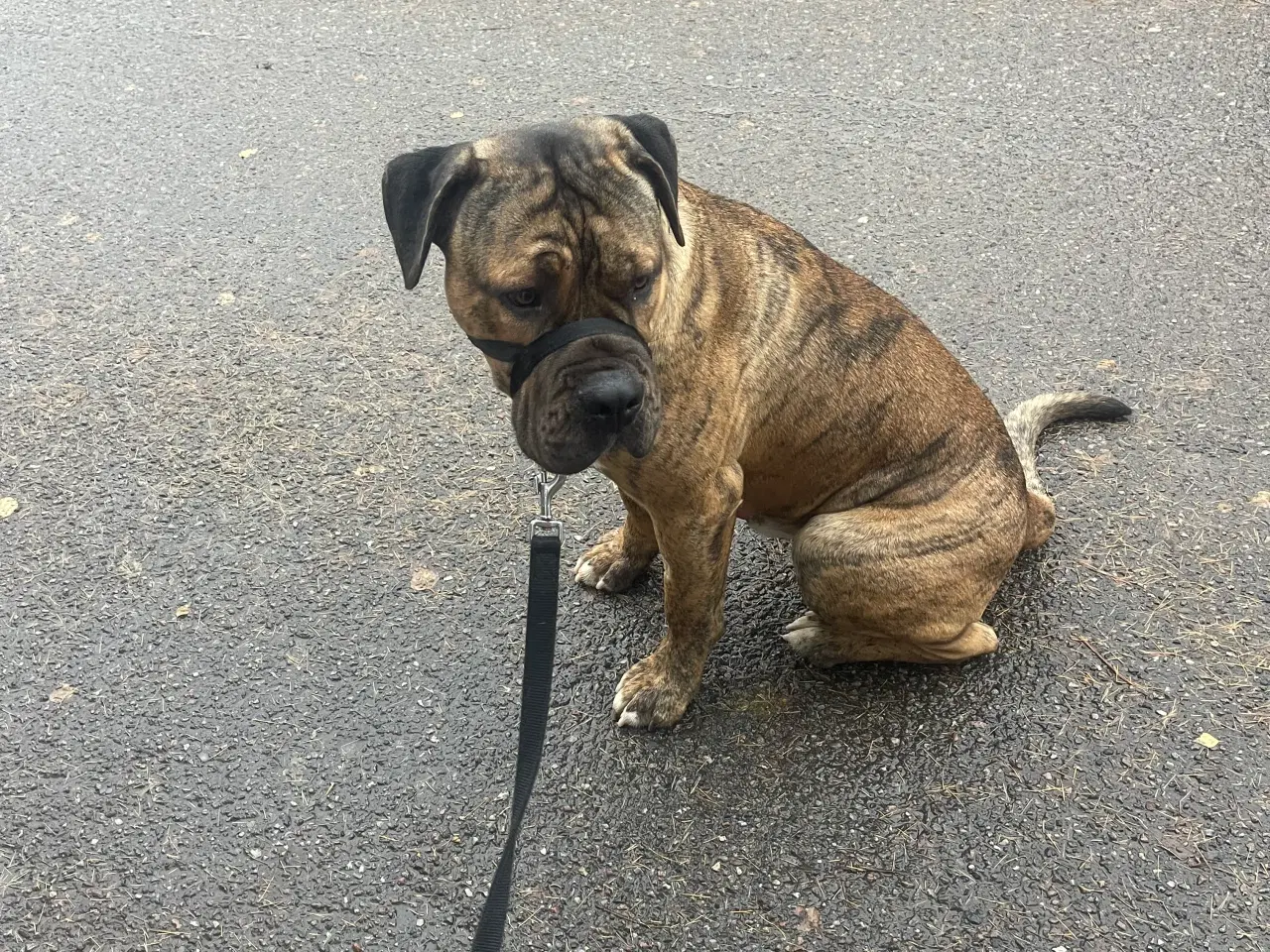 Billede 2 - Må jeg holde jul hos dig 🐕🐶