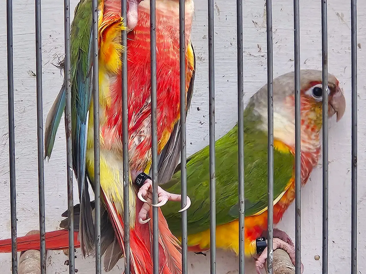 Billede 2 - Pineapple conurer