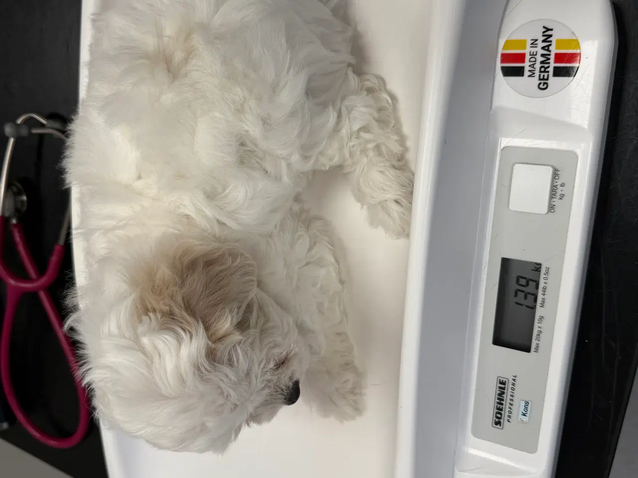 Billede 9 - ✨ Bichon hvalpe ❤️
