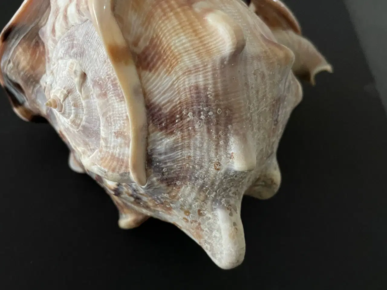 Billede 3 - Havskal Cassis tuberosa