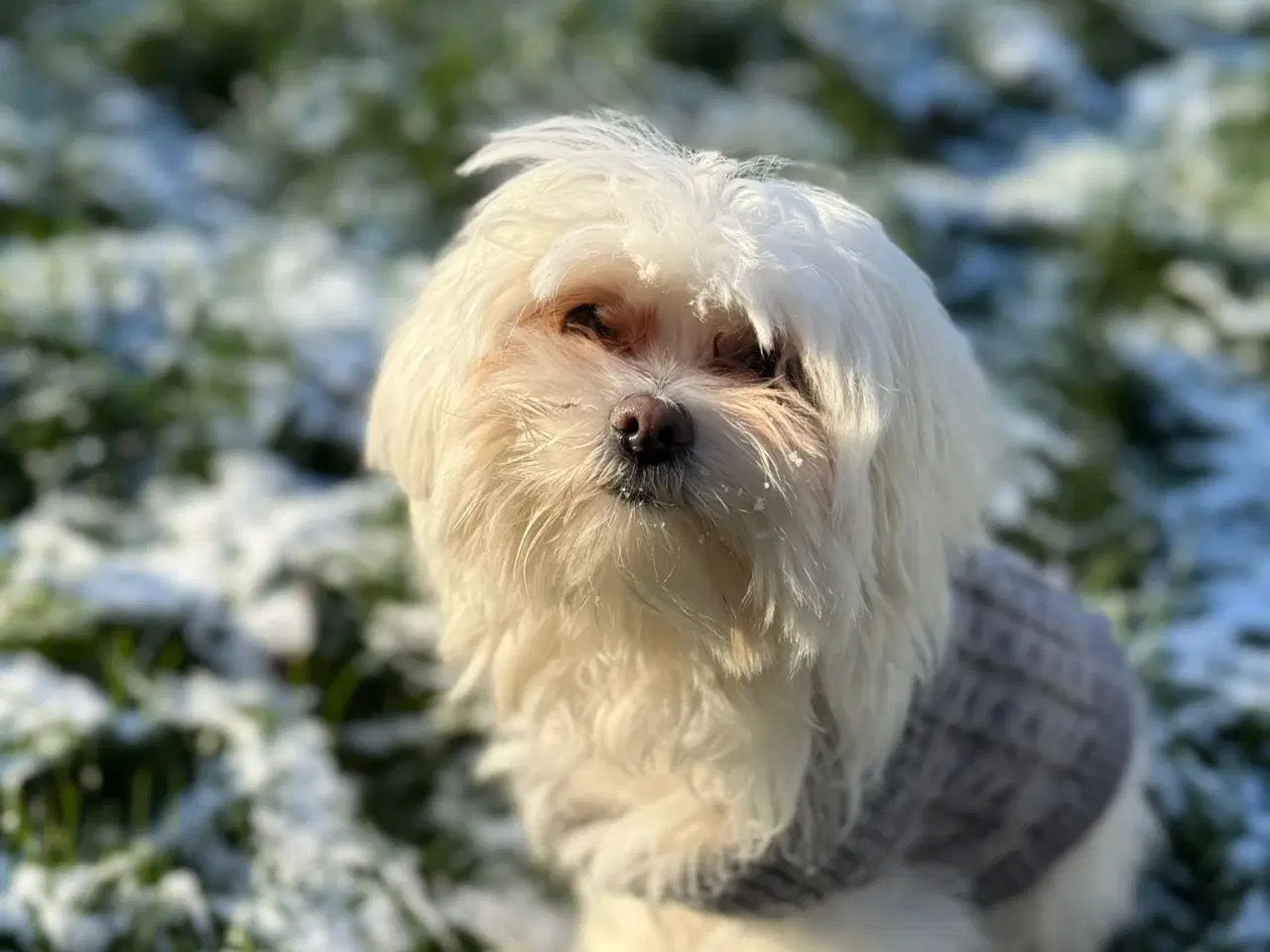 Billede 10 - Bichon-hvalpe søger nye hjem .