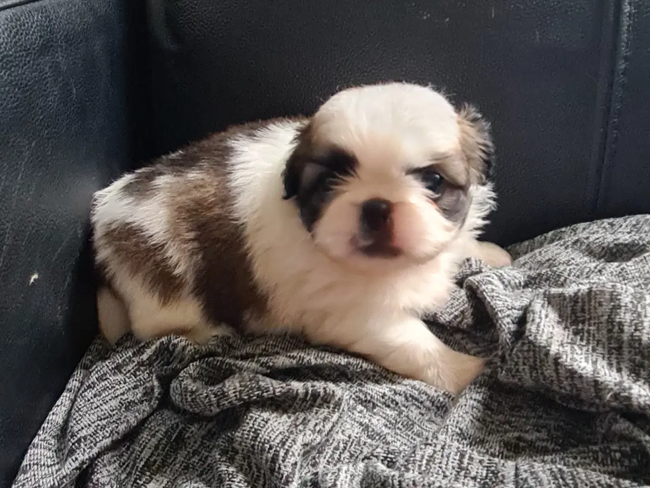 Billede 4 - Pekingeser piger