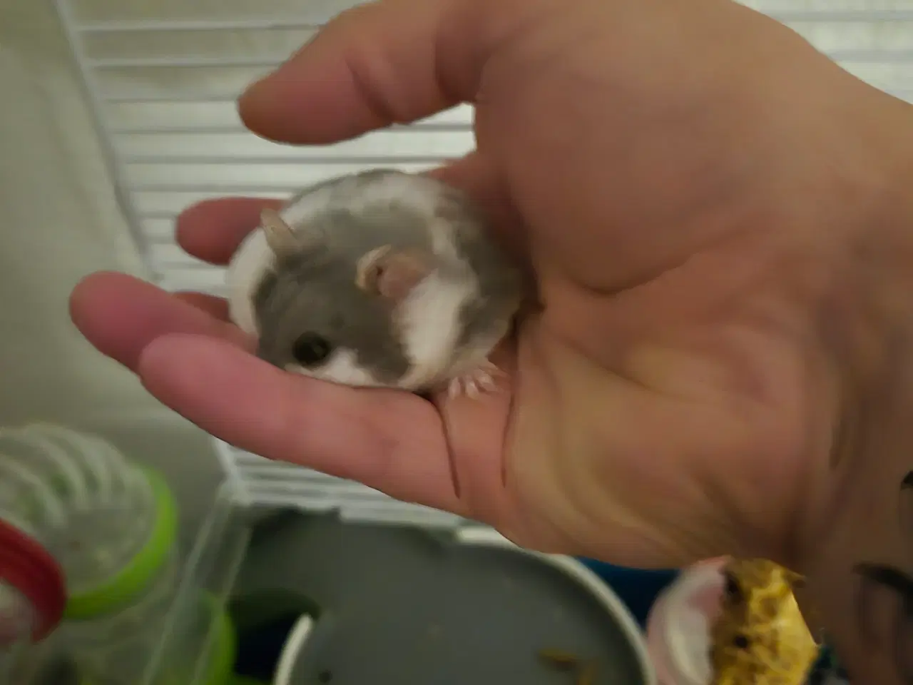 Billede 10 - Søde dværghamstere søger nyt hjem