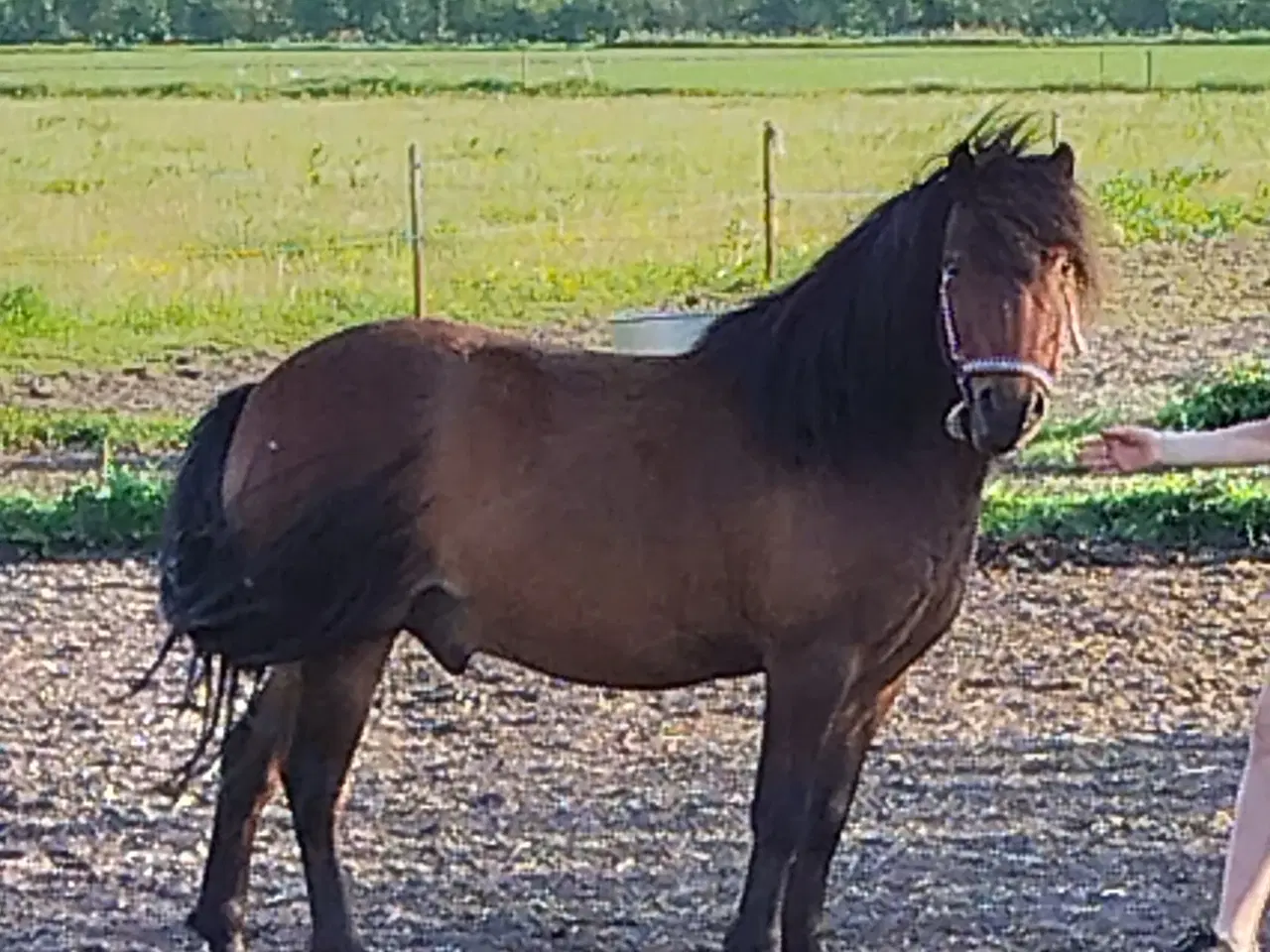 Billede 3 - 3' pony vallak