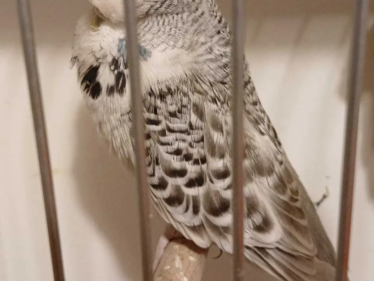 Billede 4 - Engelske undulater hun