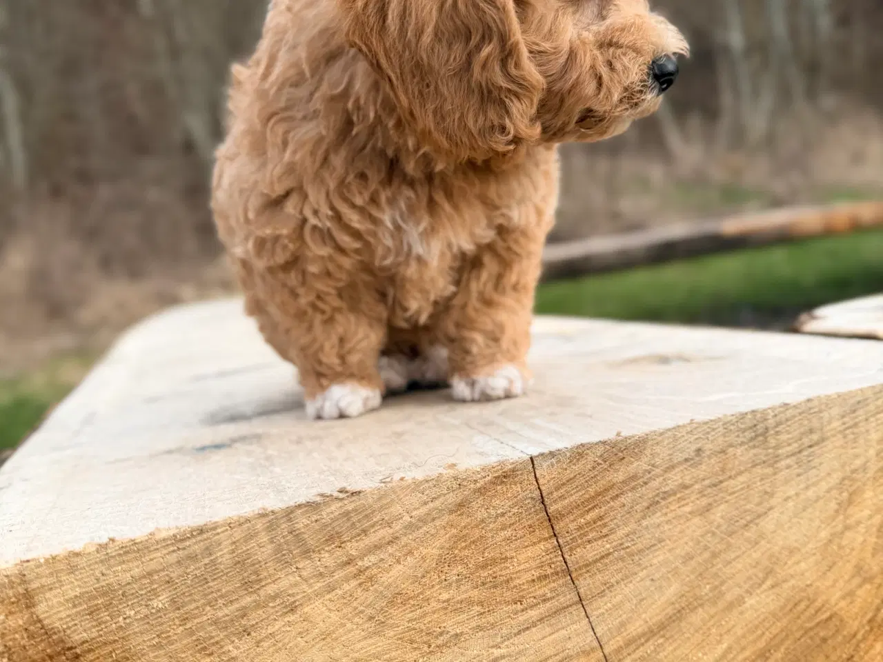 Billede 5 - Pooton dreng rejseklar nu