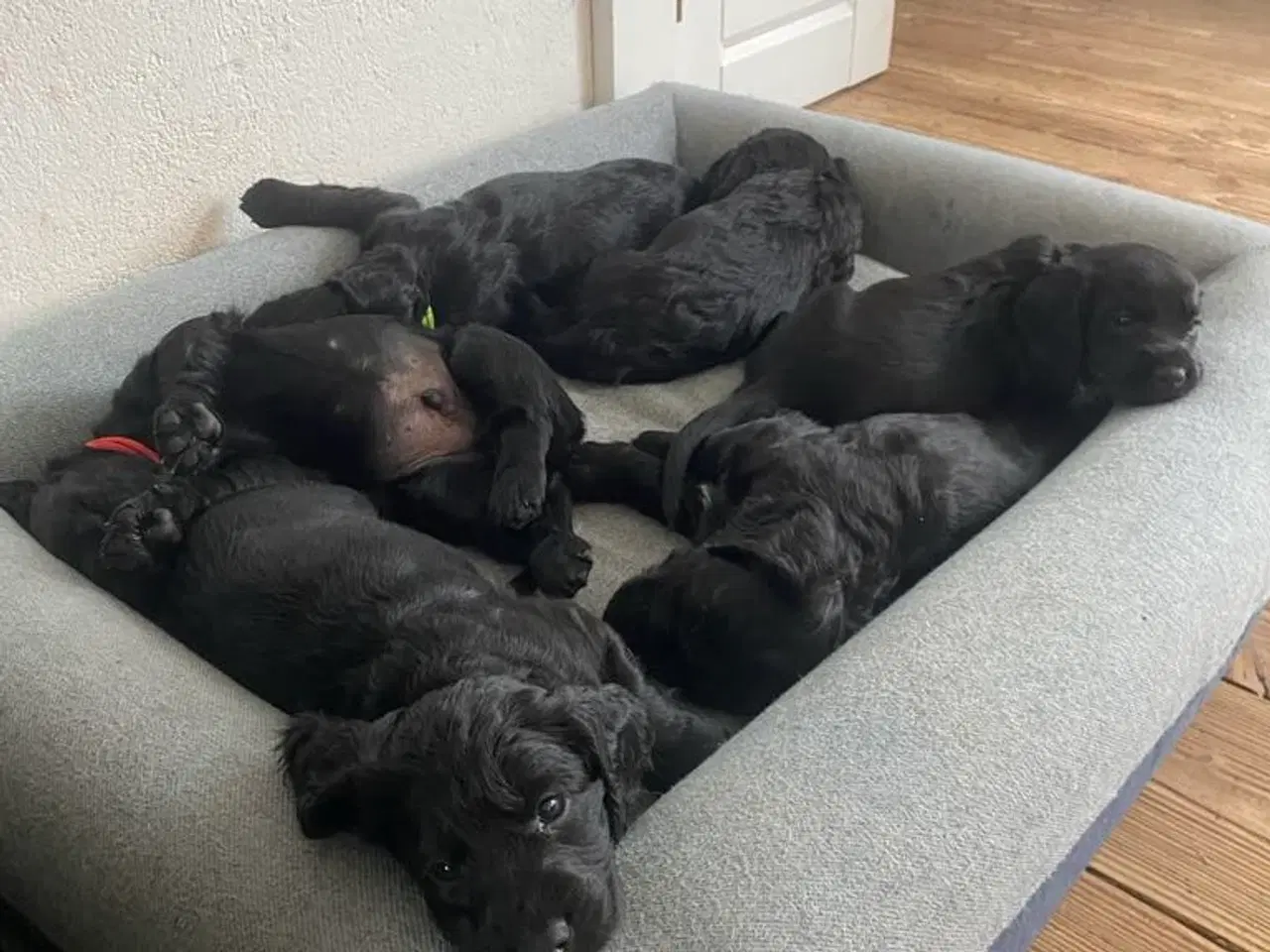 Billede 4 - FT Cockerspaniel hvalpe sælges 
