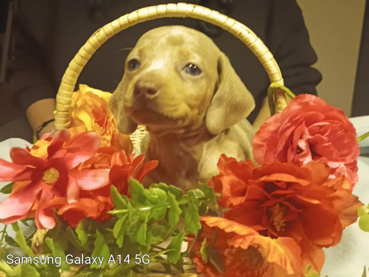 Billede 1 - Miniature gravhund