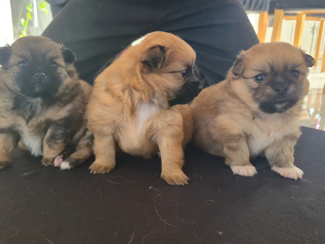 Billede 2 - Pomeranian/Chihuahua