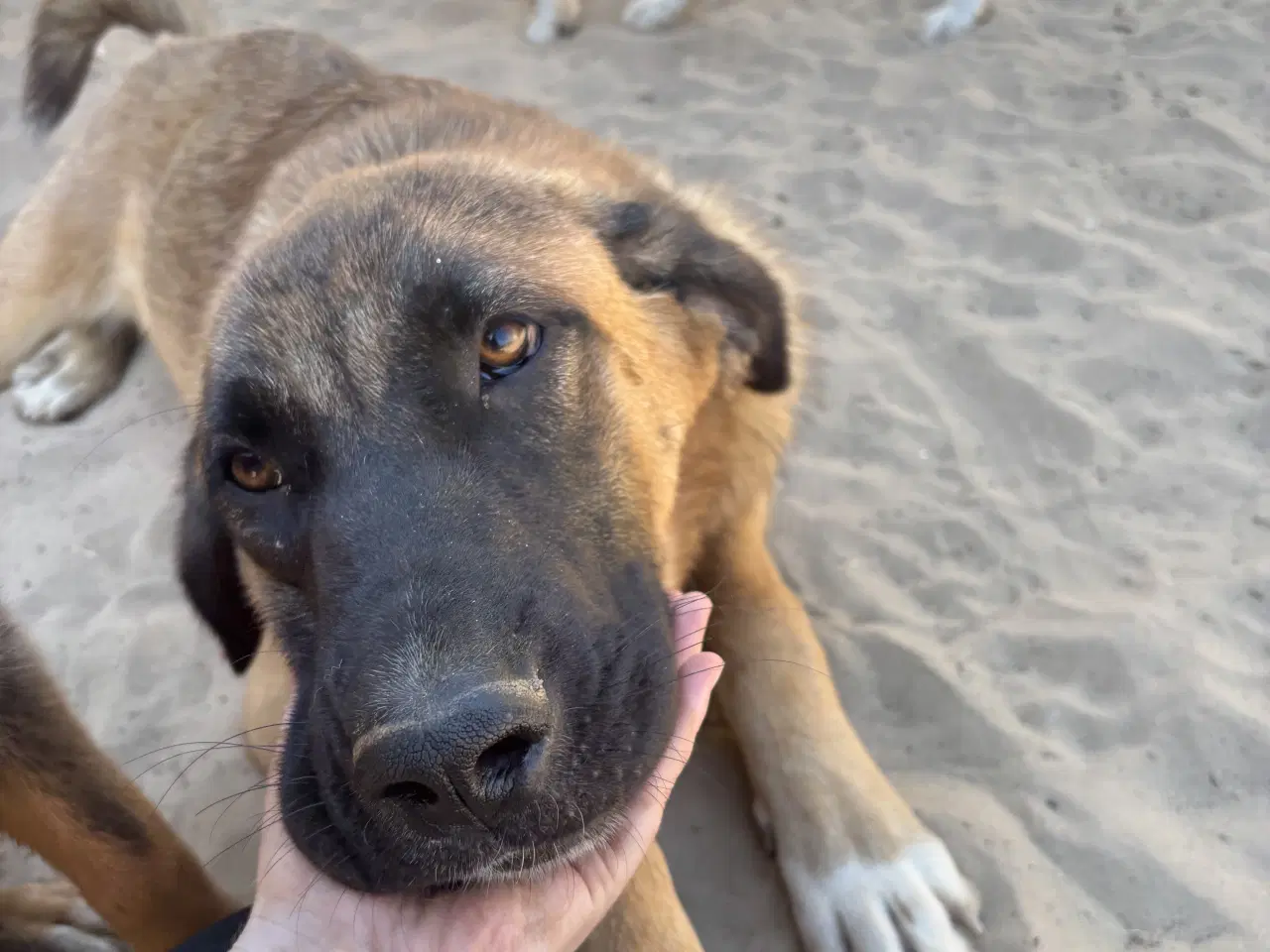 Billede 8 - Toby søger familie! 🤎