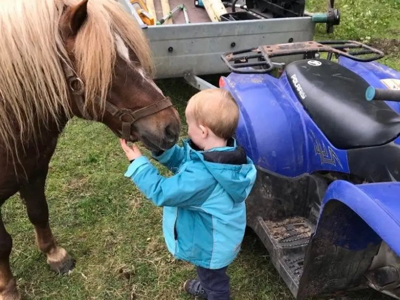 Billede 6 - Dejlig kåret Shetlændre hingst ride og kørevant