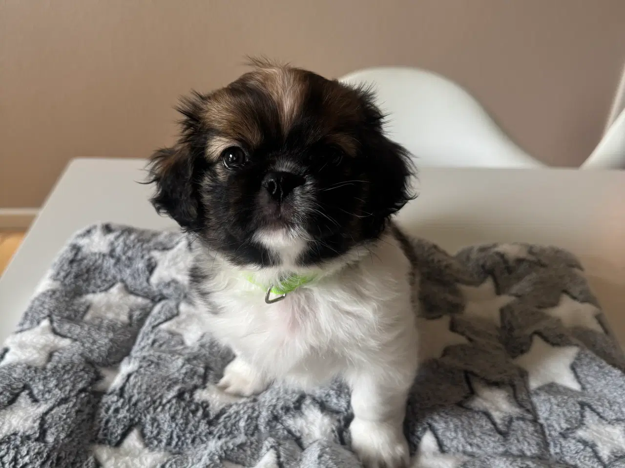 Billede 2 - Hundehvalpe. Shih tzu/tibetansk spaniel.