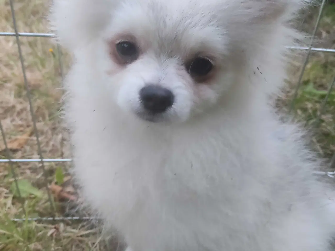 Billede 7 - Mini Pomeranian 