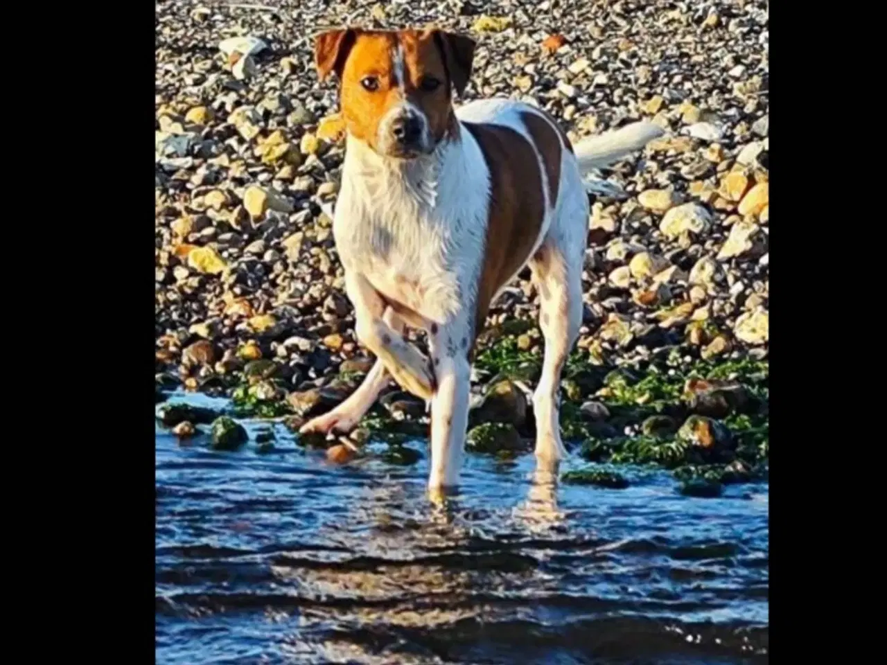 Billede 2 - Dansk svensk gårdhunde hvalpe 