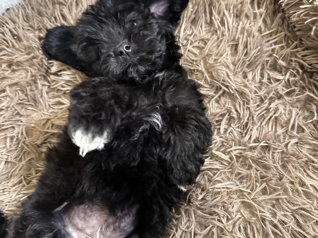 Billede 1 - Cavapoo F2B