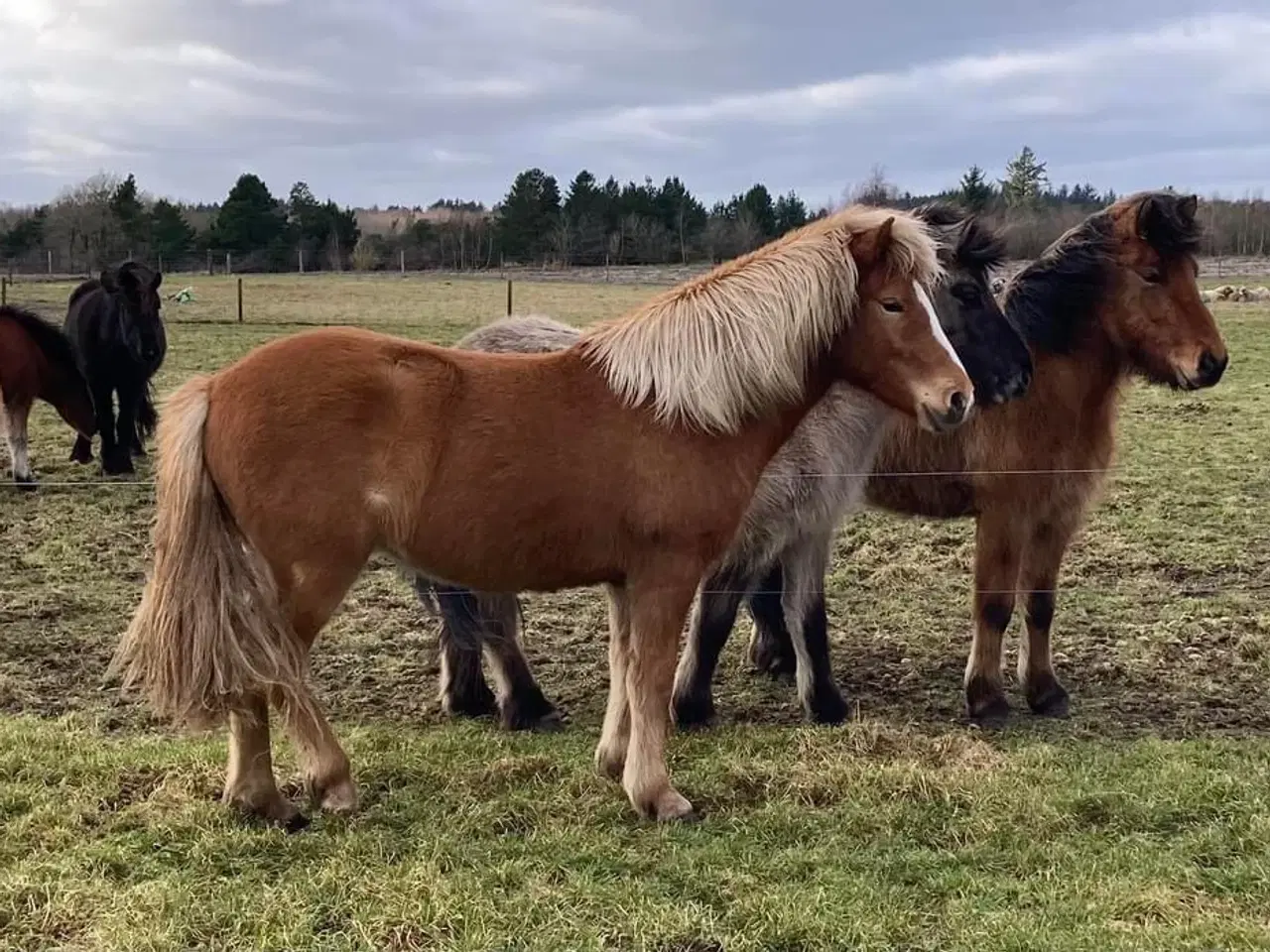 Billede 2 - 2 års islænder hoppe