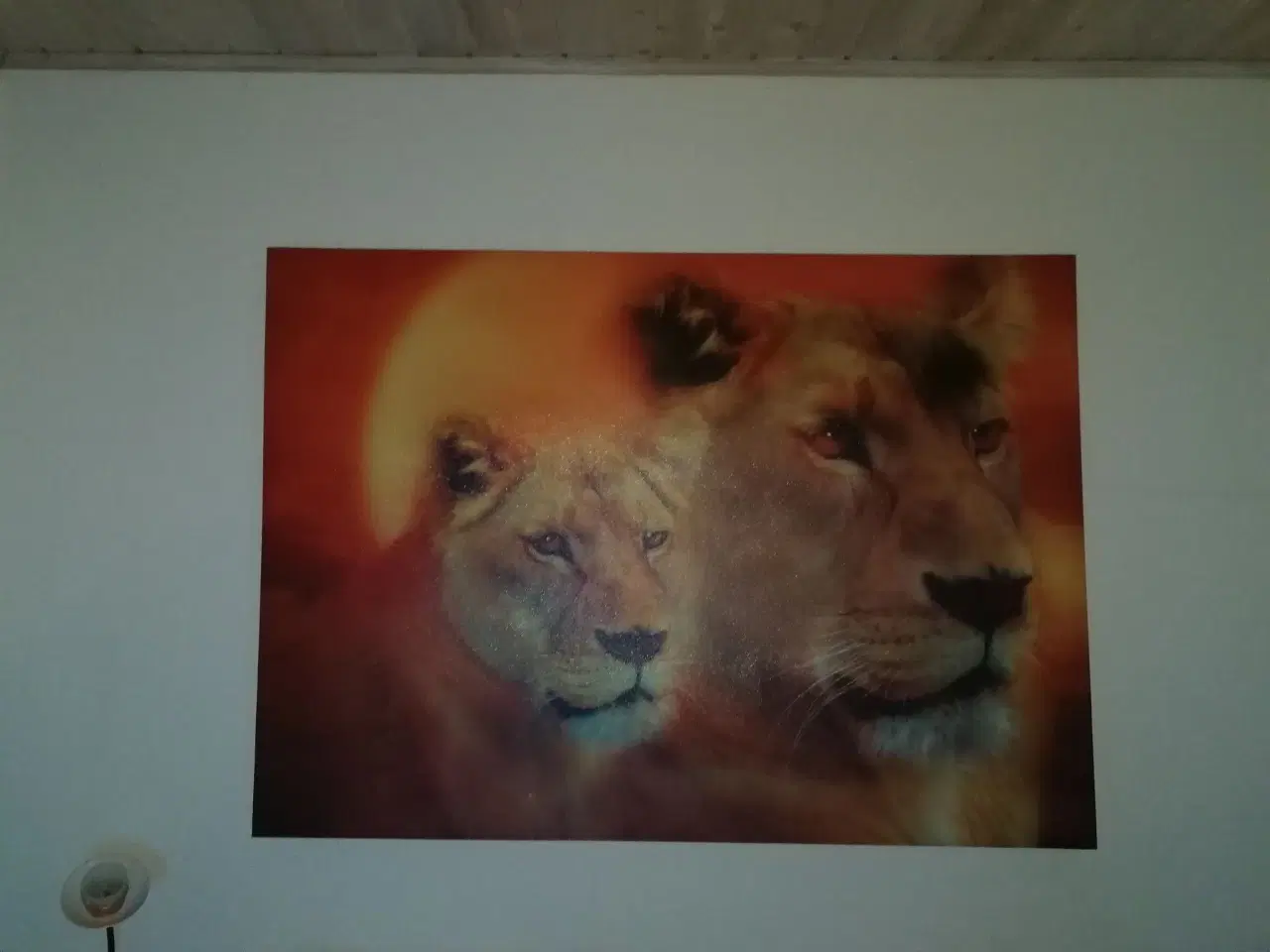 Billede 2 - Billede af løver